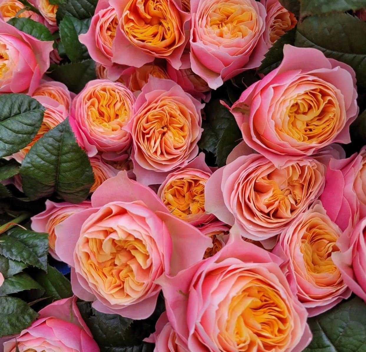 Vuvuzella garden rose plant large flower bush deciduous shrub - Image 3