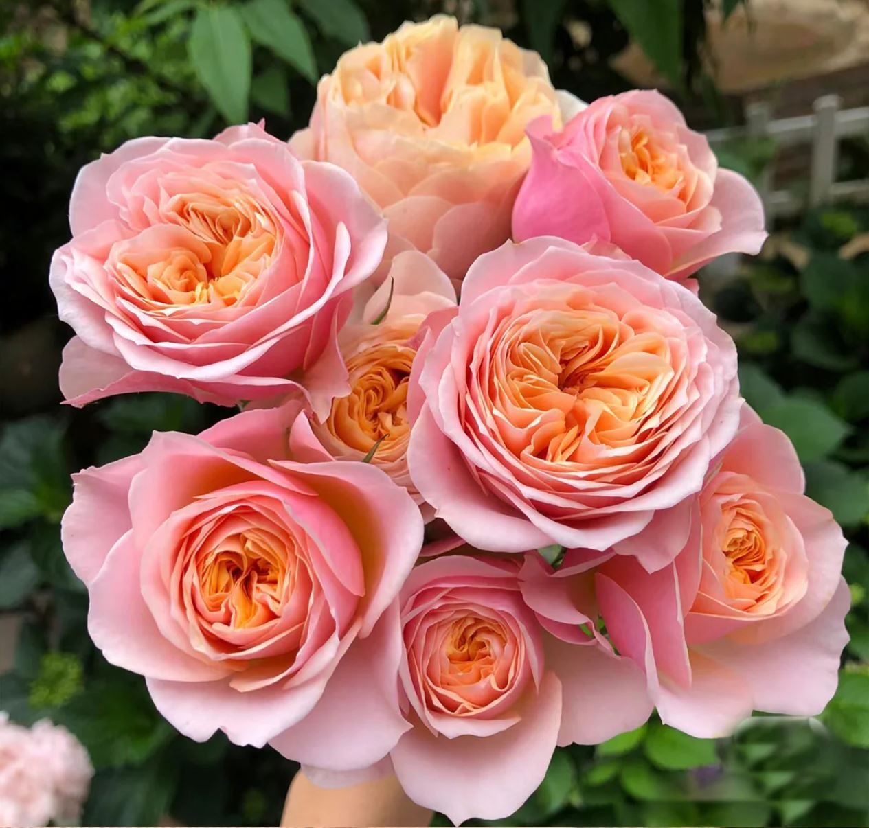 Vuvuzella garden rose plant large flower bush deciduous shrub - Image 6