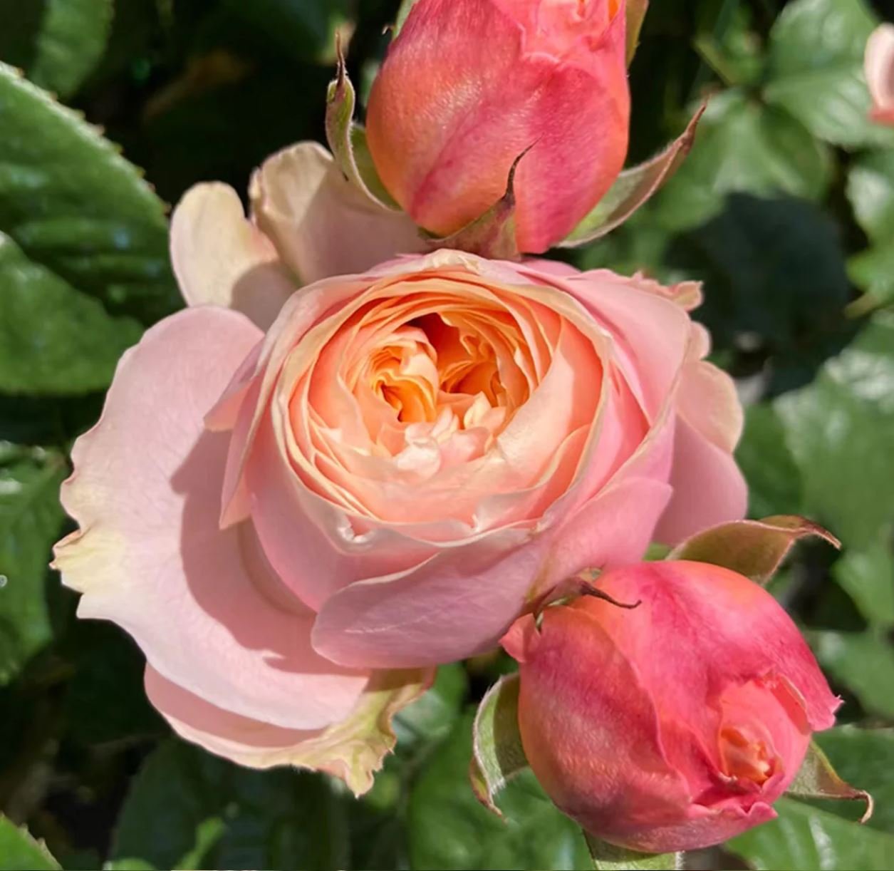 Vuvuzella garden rose plant large flower bush deciduous shrub - Image 5