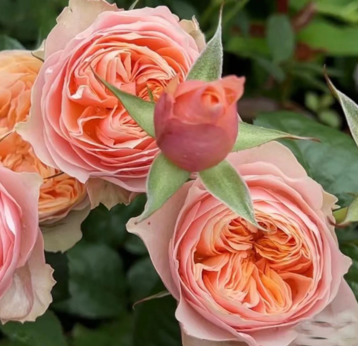 Vuvuzella garden rose plant large flower bush deciduous shrub - Image 4