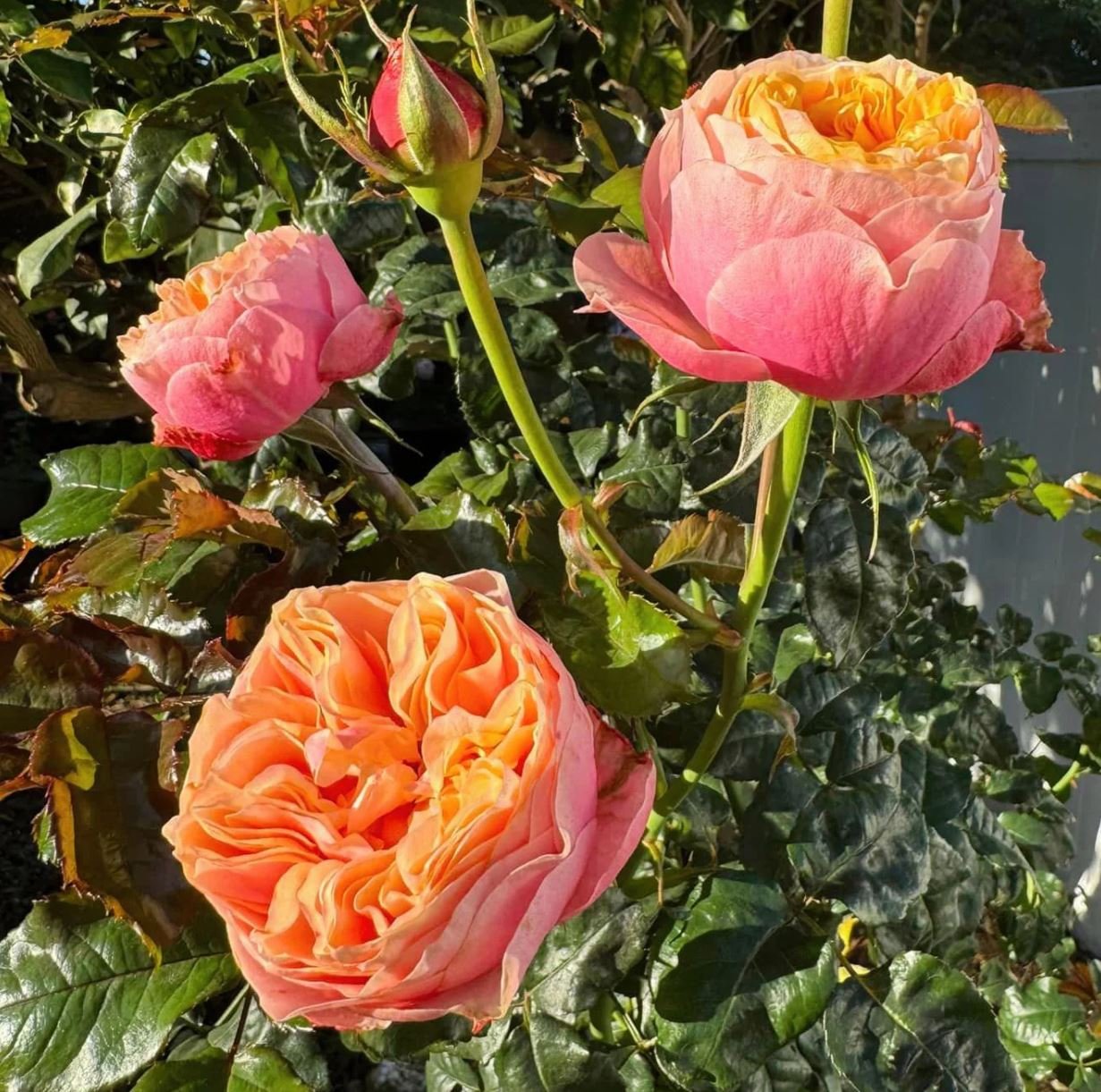Vuvuzella garden rose plant large flower bush deciduous shrub - Image 2