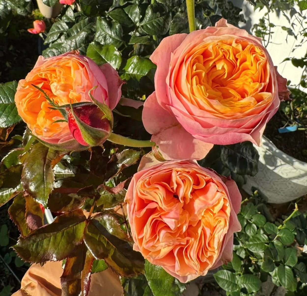 Vuvuzella garden rose plant large flower bush deciduous shrub