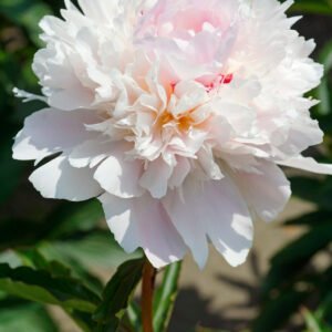 Peony Alerte