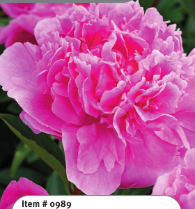 Peony Alexander Fleming