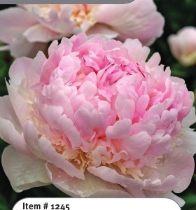 Peony Angel Cheeks