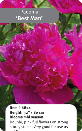 Peony Best Man