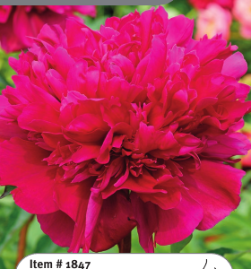 Peony Big Ben