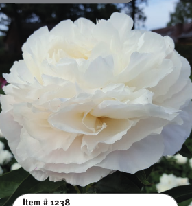 Peony Bowl of Cream