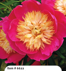 Peony Bowl of Love