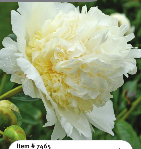 Peony Bridal Shower