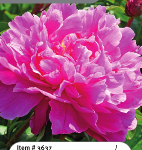 Peony Bunker Hill