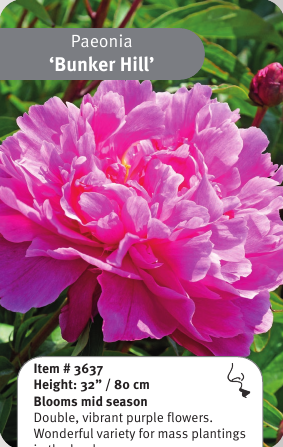Peony Bunker Hill