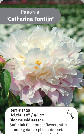 Peony Catharina Fontijn