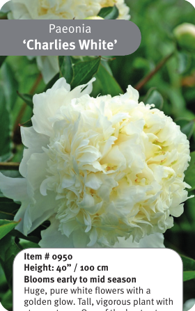 Peony Charlies White