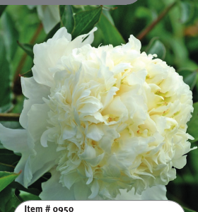 Peony Charlies White