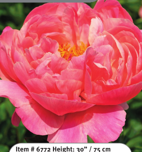 Peony Coral Charm