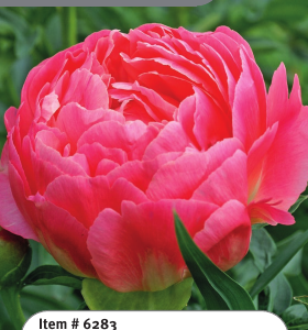 Peony Coral Sunset
