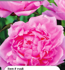 Peony Dinner Plate