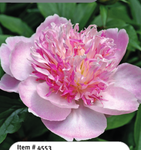 Peony Do Tell