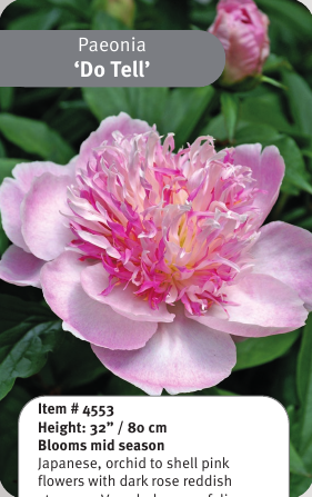 Peony Do Tell