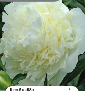 Peony Duchesse de Nemours