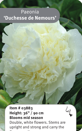 Peony Duchesse de Nemours