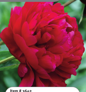 Peony Felix Crousse