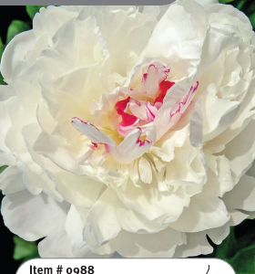 Peony Festiva Maxima