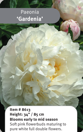 Peony Gardenia