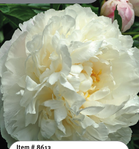 Peony Gardenia