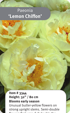 Peony Green Lotus