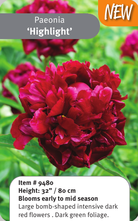 Peony Highlight