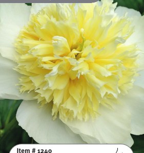 Peony Honey Gold