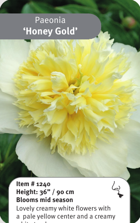 Peony Honey Gold