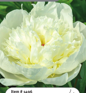 Peony Immaculee