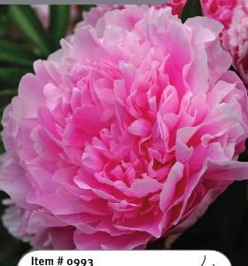 Peony Jacorma