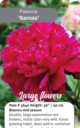Peony Kansas