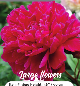 Peony Kansas