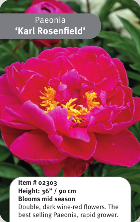 Peony Karl Rosenfield