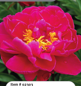 Peony Karl Rosenfield