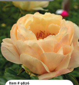 Peony King's Day