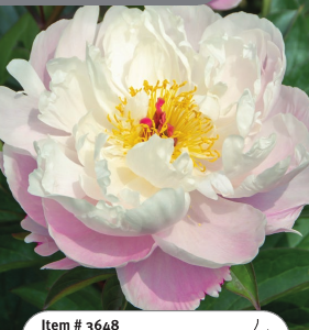 Peony Lady Alexandra Duff