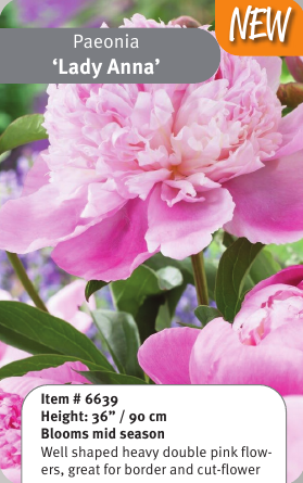 Peony Lady Anna
