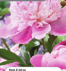Peony Lady Anna
