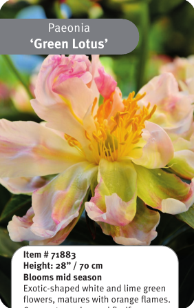 Peony Lemon Chiffon