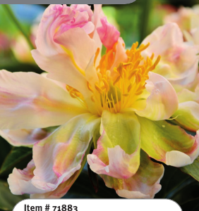 Peony Lemon Chiffon