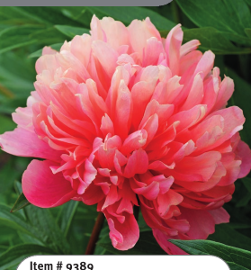 Peony Lorelei