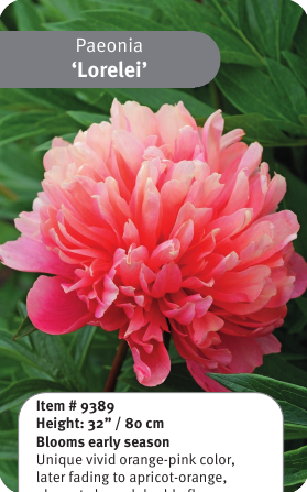Peony Lorelei