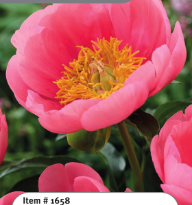 Peony Lovely Rose