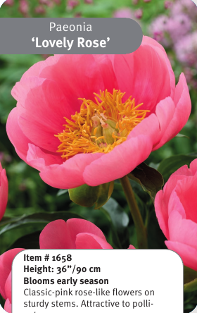 Peony Lovely Rose